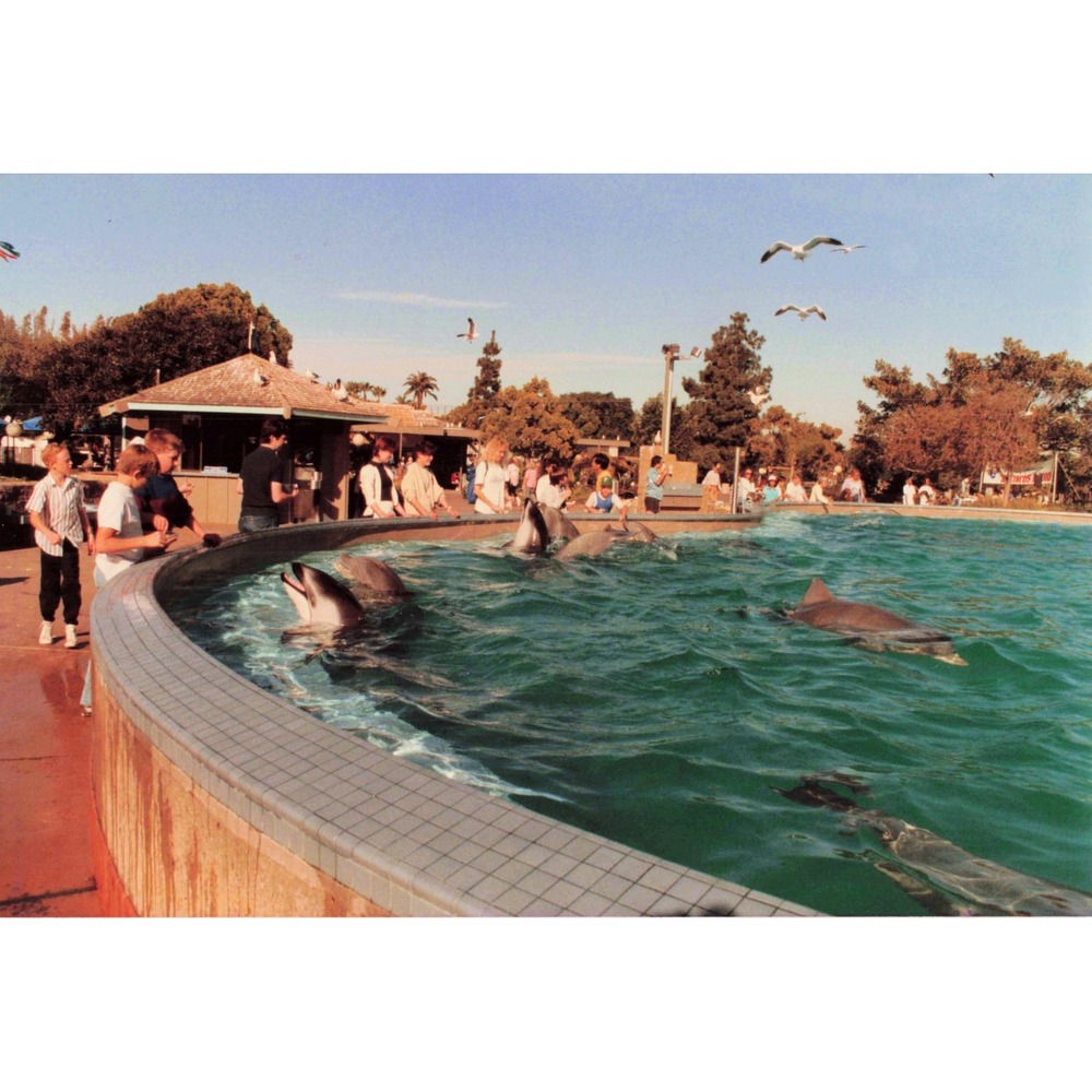 1988 SeaWorld San Diego Dolphin Petting Pool Original Snapshot Found Photo 80s - Picture 1 of 2